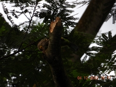 Psilopogon lineatus