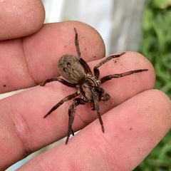 Uliodon