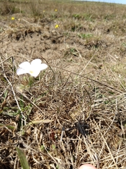 Leptosiphon grandiflorus