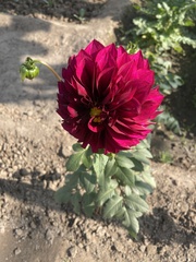 Dahlia