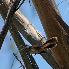 Rhipidura rufifrons