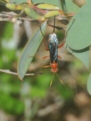 Lissopimpla excelsa