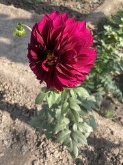 Dahlia