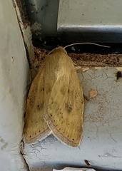 Heliocheilus paradoxus