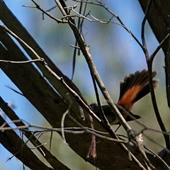 Rhipidura rufifrons