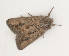 Boursinia discordans