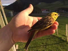 Emberiza citrinella caliginosa