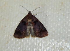 Ozarba apicalis