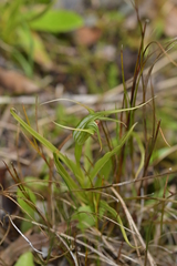 Pterostylis