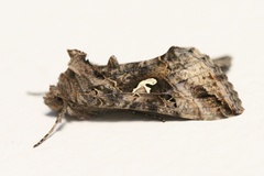 Autographa gamma