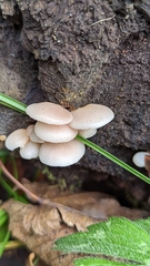 Scytinotus longinquus