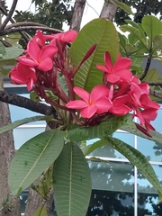 Plumeria rubra