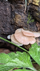 Scytinotus longinquus