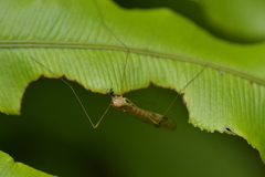 Limoniidae