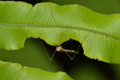 Limoniidae