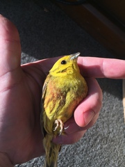 Emberiza citrinella caliginosa