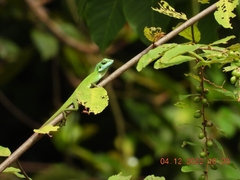 Bronchocela cristatella