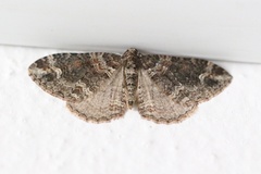 Catarhoe hortulanaria