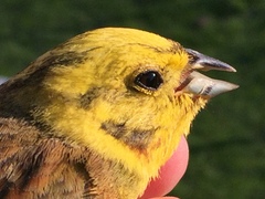 Emberiza citrinella caliginosa