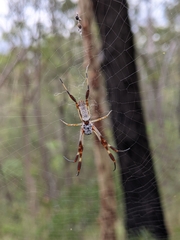 Trichonephila edulis