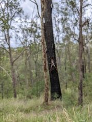 Trichonephila edulis