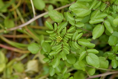 Nasturtium officinale