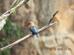 Pelargopsis capensis