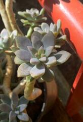 Graptopetalum