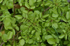 Nasturtium officinale