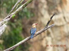 Pelargopsis capensis