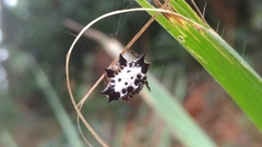 Gasteracantha kuhli
