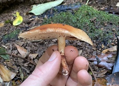 Lentinula lateritia
