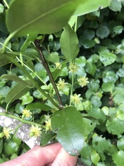 Passiflora tetrandra