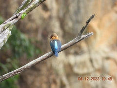 Pelargopsis capensis