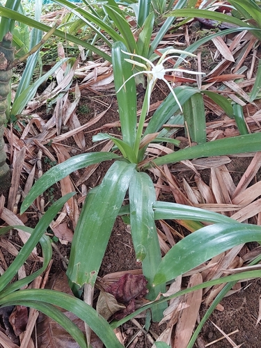 Hymenocallis speciosa