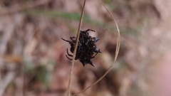 Gasteracantha kuhli