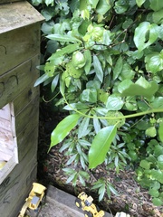 Passiflora tetrandra