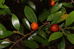 Petalostigma