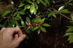 Petalostigma