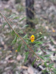 Dillwynia tenuifolia