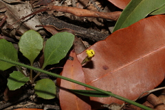 Goodenia hederacea