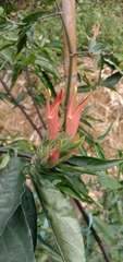 Clinacanthus nutans