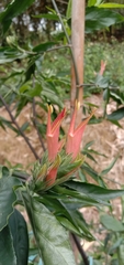 Clinacanthus nutans