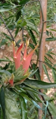 Clinacanthus nutans