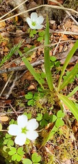 Oxalis magellanica