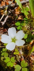 Oxalis magellanica