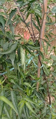 Clinacanthus nutans