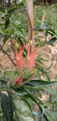 Clinacanthus nutans