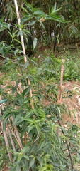 Clinacanthus nutans