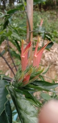 Clinacanthus nutans